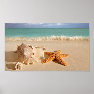Seashells on the beach poster