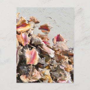 Seashells on the Beach   Turks and Caicos Photo Postcard