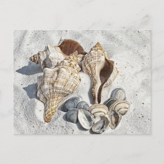 Seashells on the White Sant Beach  Postcard (Front)