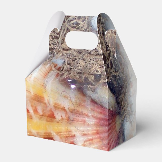 Seashells Photography Favor Boxes (Front Side)