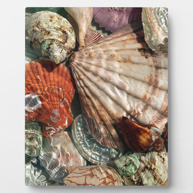 Seashells Plaque (Front)