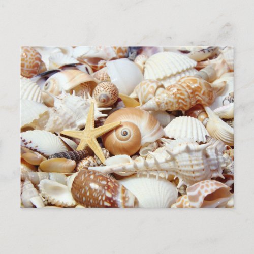 Seashells Postcard