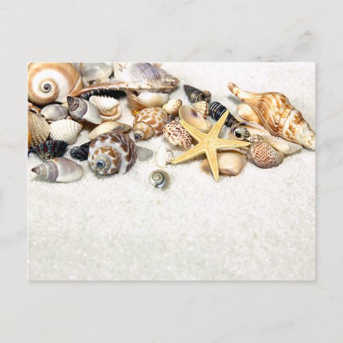 Seashells Postcard