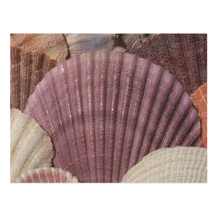 Seashells Postcard