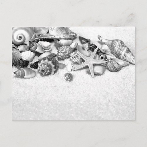 Seashells Postcard