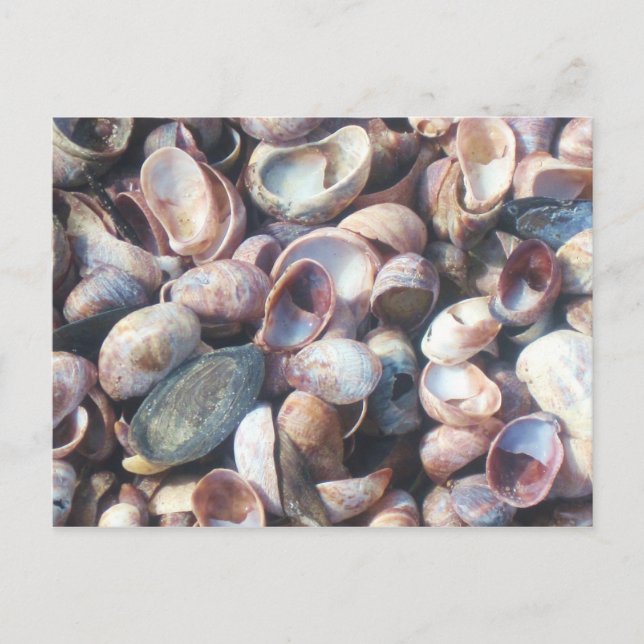 Seashells Postcard (Front)