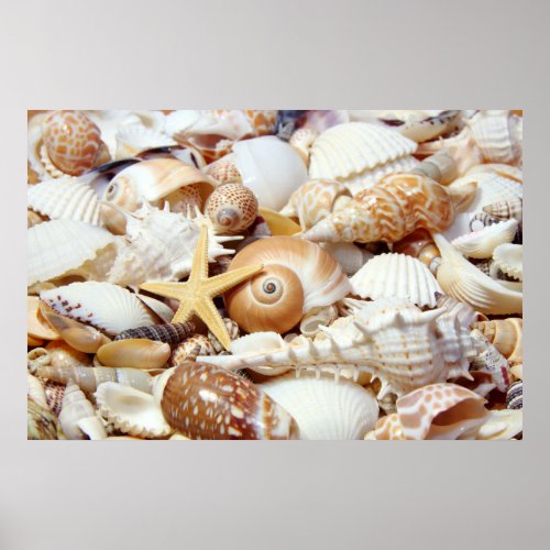 Seashells Poster