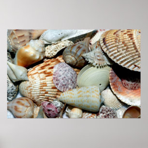 seashells poster