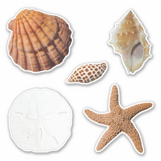 Seashells Starfish Sand Dollar Junonia Lions Paw Sticker (Front)