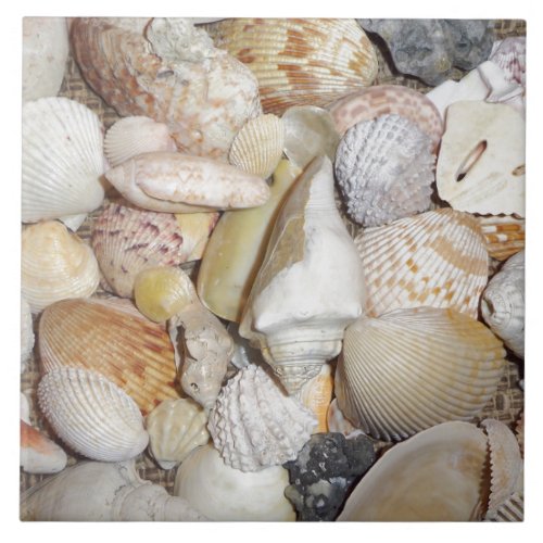 Seashells Tile