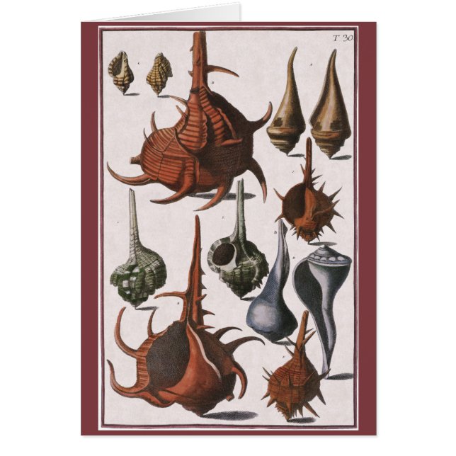 Seashells, Vintage Sea Shells, Ocean Marine Life (Front)