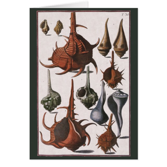 Seashells, Vintage Sea Shells, Ocean Marine Life (Front)