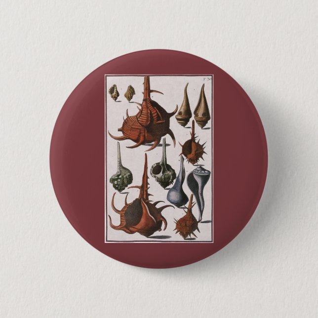 Seashells, Vintage Sea Shells, Ocean Marine Life Button (Front)