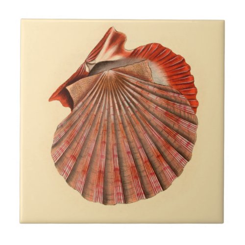 Seaside Cottage Ceramic Wall Tiles Clam Shells