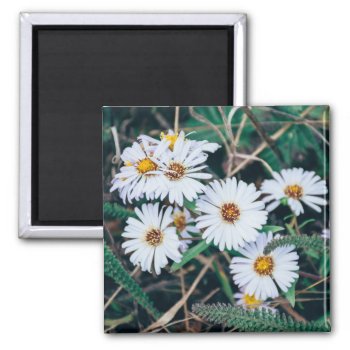 Seaside Daisies | Magnet by GaeaPhoto at Zazzle