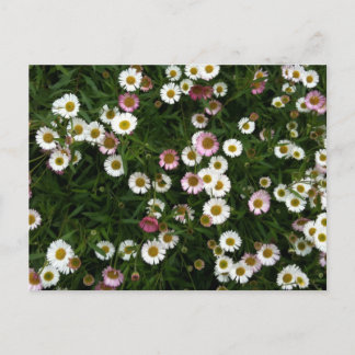 Seaside Daisies Postcard