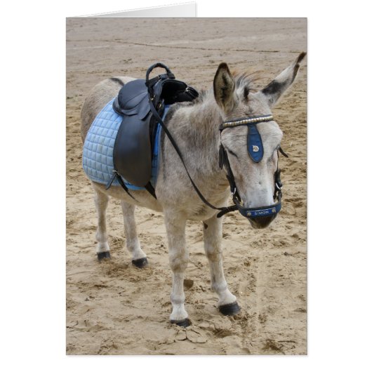 Seaside Donkey Cards (Front)