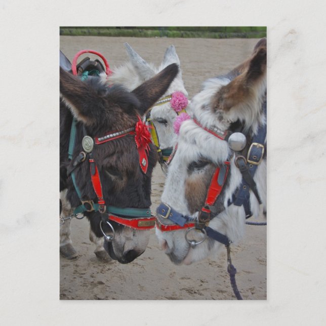 Seaside Donkeys Post Card (Front)
