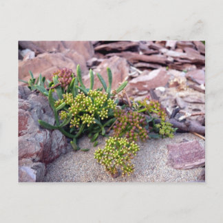 Seaside Flower Postcard