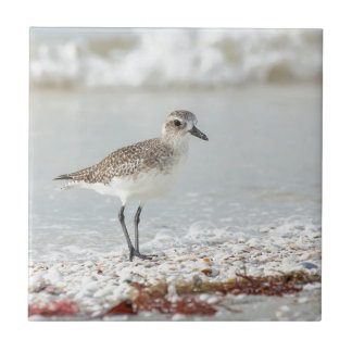 Seaside Plover Tile