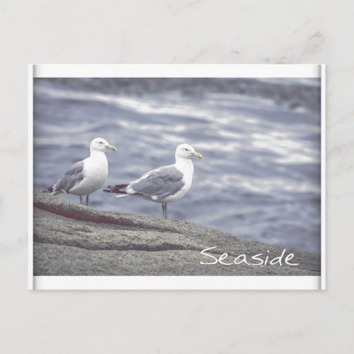 Seaside Seagulls Postcard