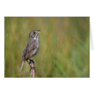 Seaside Sparrow Cards