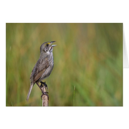 Seaside Sparrow Cards (Front Horizontal)