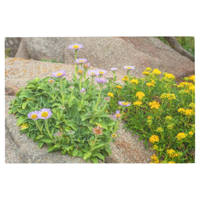 Seaside Wildflowers Metal Print (Front)