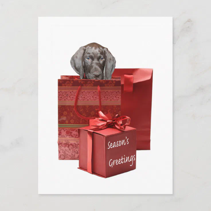 Season’s Greetings german shorthaired pointer pup Holiday Postcard Zazzle