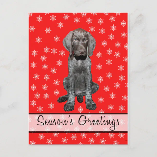 Season’s Greetings german shorthaired pointer pup Holiday Postcard Zazzle