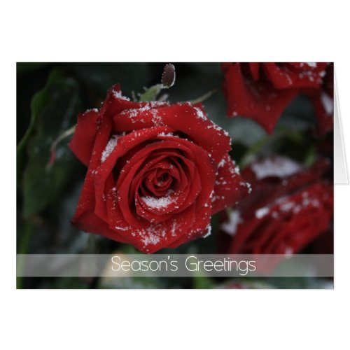 Seasons Greetings snowy red rose card