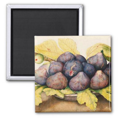 SEASONS FRUITS  PLATE WITH FIGS AND GREEN LEAVES MAGNET