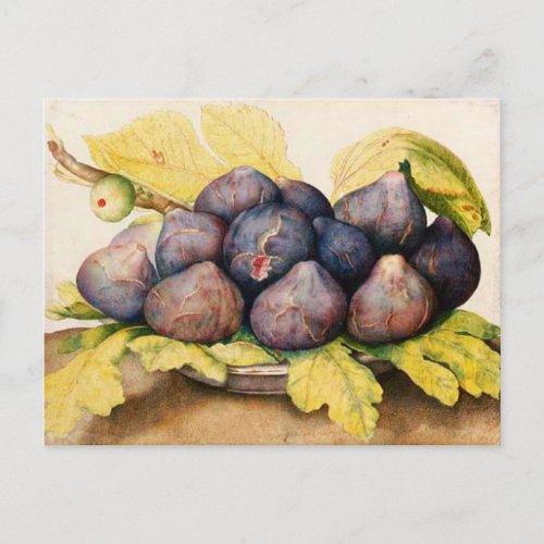 SEASONS FRUITS  PLATE WITH FIGS AND GREEN LEAVES POSTCARD