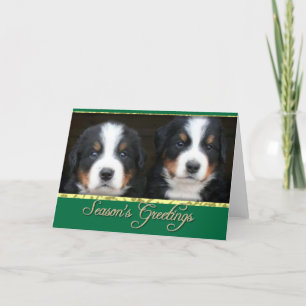 Season's greetings Bernese mountain dogs card