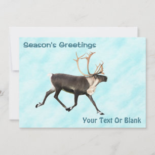 Season's Greetings - Caribou (Reindeer) On Snow