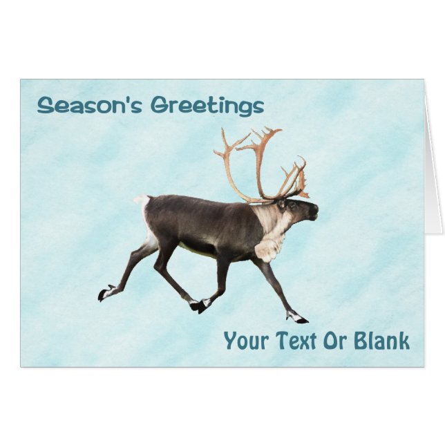 Season's Greetings - Caribou (Reindeer) On Snow (Front Horizontal)
