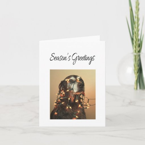 Season's Greetings german shorthaired pointer Holiday Card Zazzle