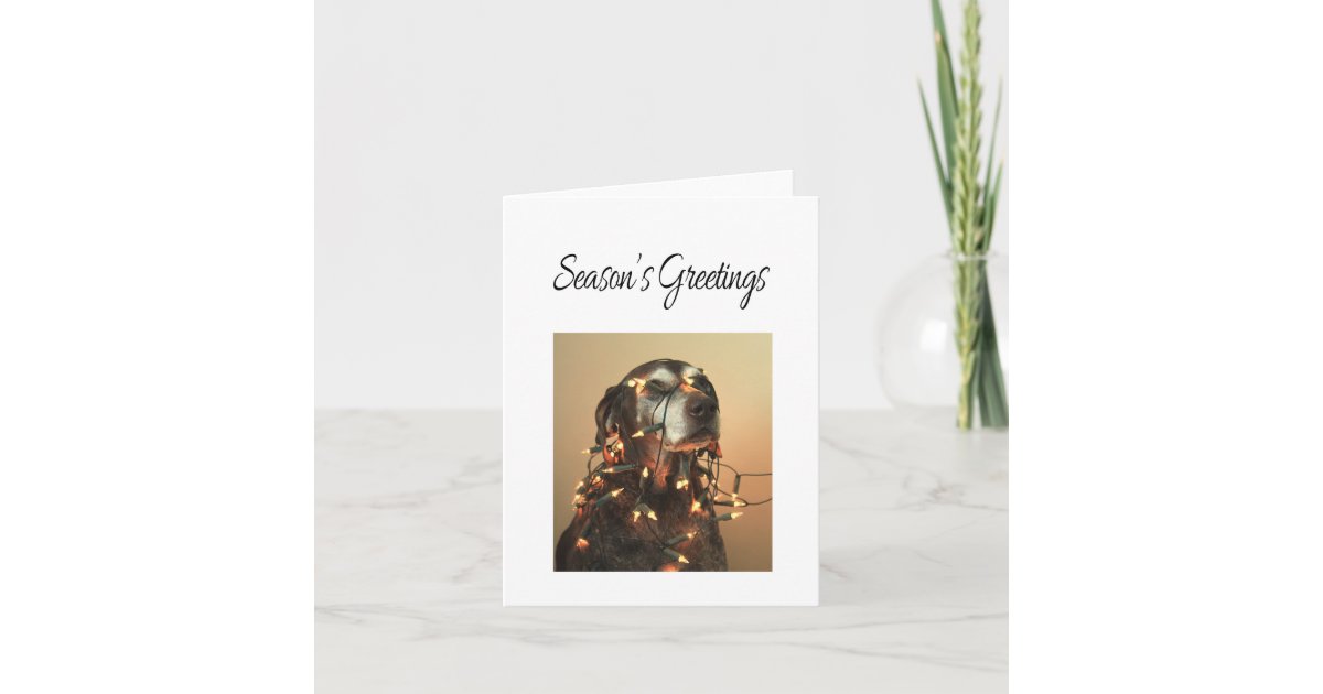Season's Greetings german shorthaired pointer Holiday Card Zazzle