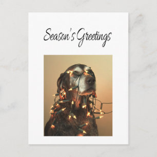 Season's Greetings german shorthaired pointer Holiday Postcard