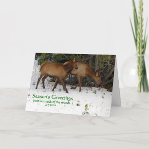 Season's Greetings Holiday Card