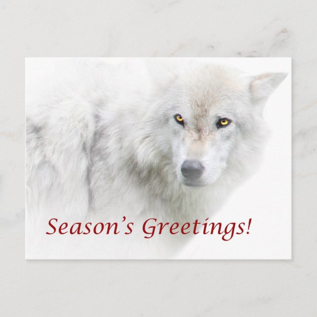 Season's Greetings White Wolf Postcard (Front)