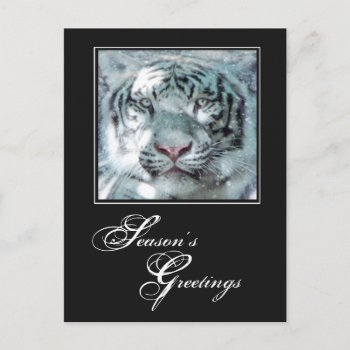 Season's Greetings Winter White Tiger Holiday Postcard by PattiJAdkins at Zazzle