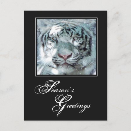 Season's Greetings Winter White Tiger Holiday Postcard