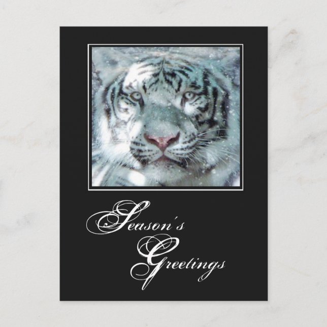 Season's Greetings Winter White Tiger Holiday Postcard (Front)