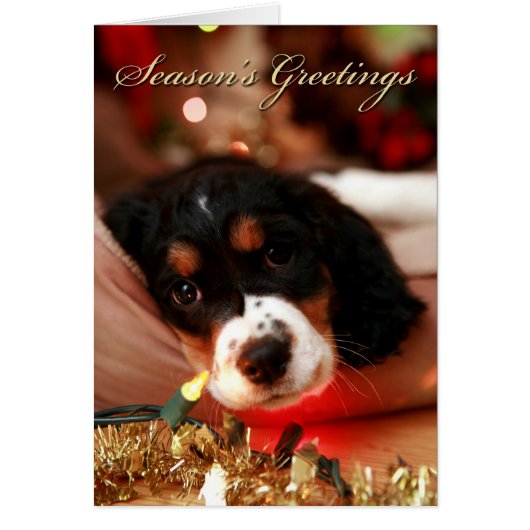 seasons greetins springer spaniel cards (Front)