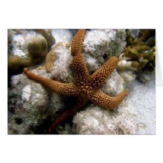 Seastar Cards