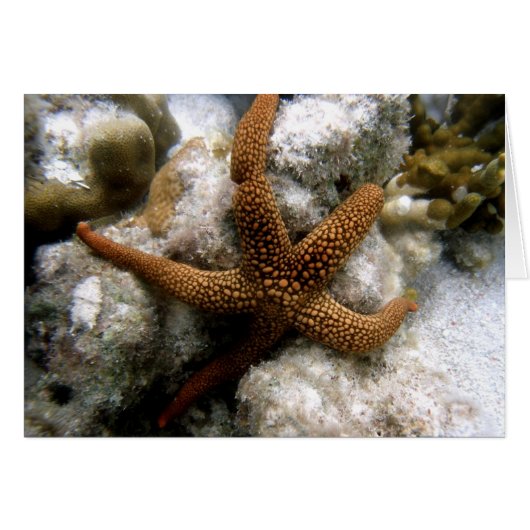 Seastar Cards (Front Horizontal)