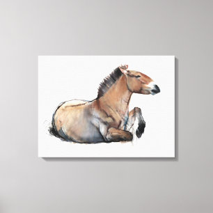 Seated Przewalski 2011 Canvas Print