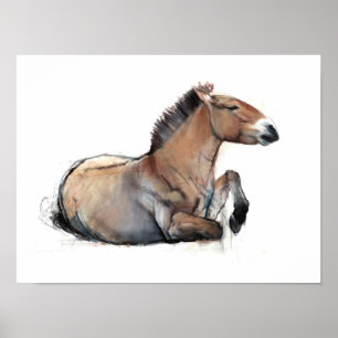 Seated Przewalski 2011 Poster