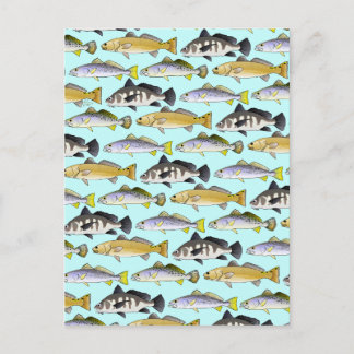 Seatrout and Drum Pattern in blue Postcard